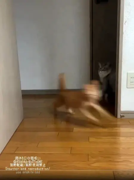風の如く駆け抜ける麦芽ちゃん