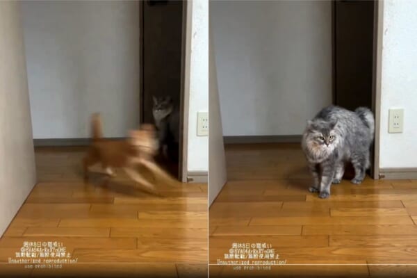 まるでF1カー！爆速で駆け抜ける猫ちゃんに同居猫もびっくり