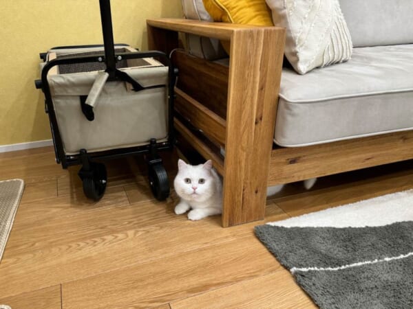 名前を呼ぶよりも「ごはん」で出てくる　食欲旺盛なちゃっかり猫さん