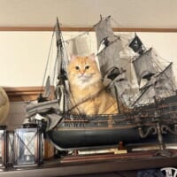 「海賊王に俺はニャる！」船の模型に乗り渾身のドヤ顔を披露する猫さん
