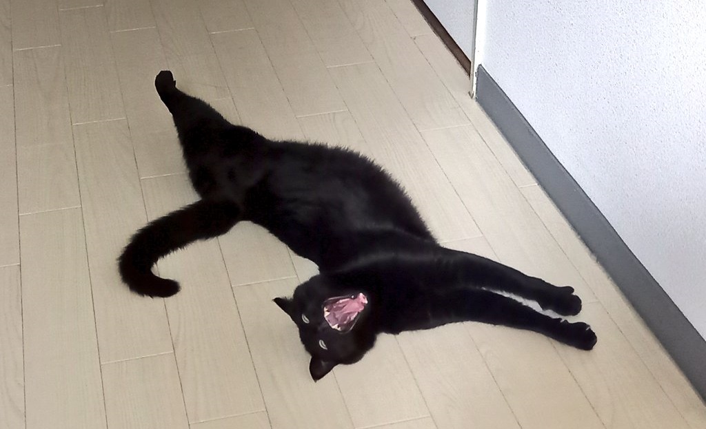 ガォー！黒猫のお出迎え写真が怖すぎる……