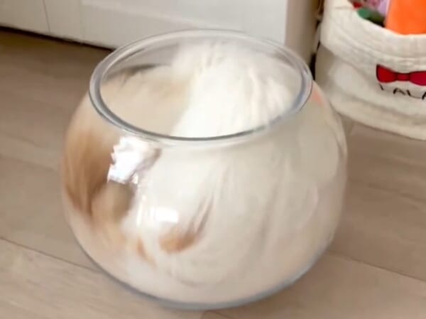 金魚鉢の虫を取りたかったはずなのに……なぜか液体化してしまう猫ちゃん