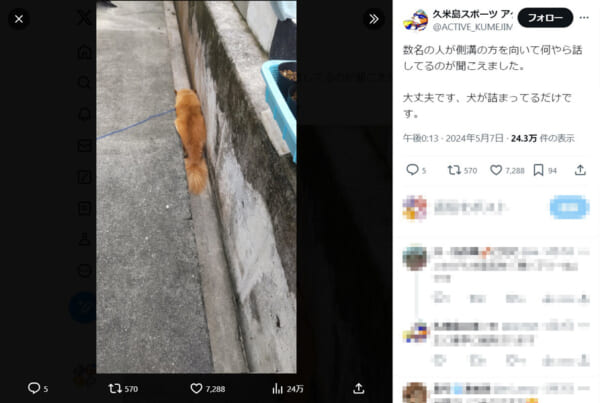 自ら溝に詰まっている柴犬に通行人もびっくり