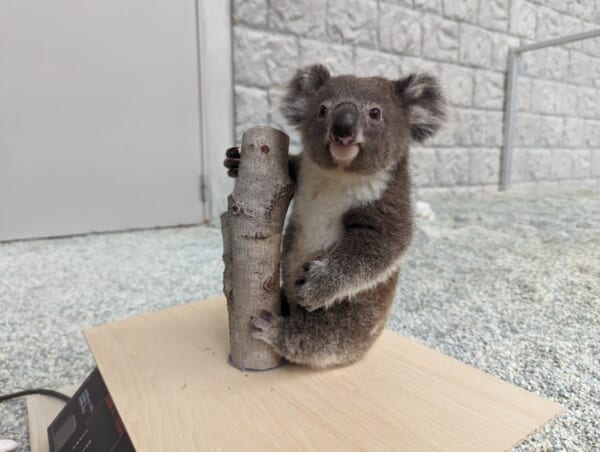 画像提供：淡路ファームパーク イングランドの丘公式X（@englandhill_zoo）