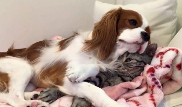 幸せそうな犬と迷惑そうな猫の動画