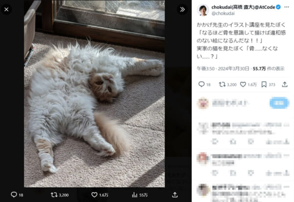 SNSに投稿された猫の写真に反響