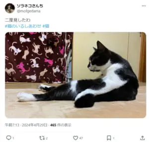 SNSに腹筋猫現る！？