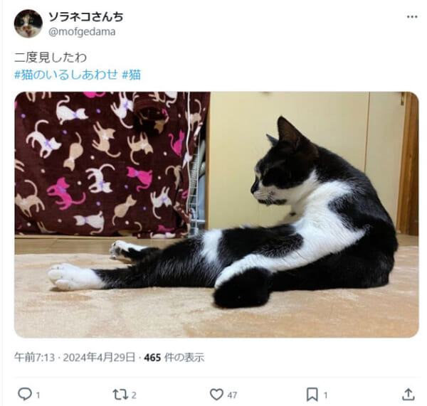 SNSに腹筋猫現る！？