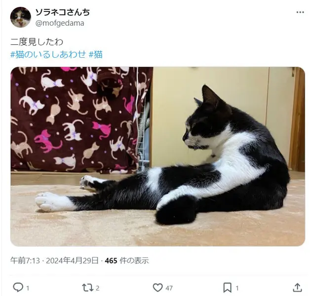 SNSに腹筋猫現る！？変な体勢で固まる猫に飼い主も思わず二度見