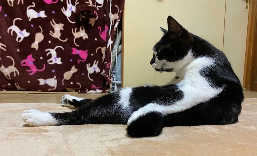 人間が腹筋でもしているよう