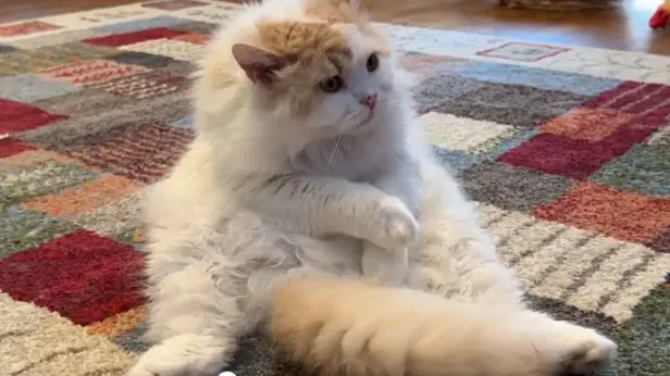 スコティッシュストレートのアポロくん