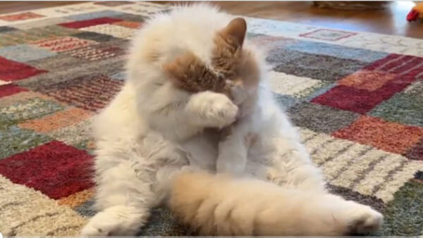 急にやる気がなくなる猫