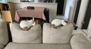 ハチくんの方が体重が重いのが一目瞭然