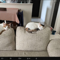 体重差がよくわかる　ソファに座った2匹の猫に「これが重力」