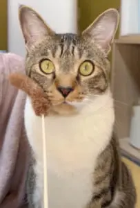 猫じゃらしに無反応な「虚無猫」が話題　目を開いたまま寝てる？