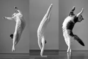 アン・ドゥ・トロワ……にゃんこバレエ団結成にゃ　ポーズの美しさにうっとり