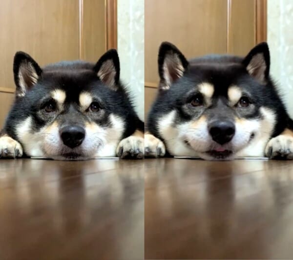 何を考えていたのかな？　ワンちゃんの思い出し笑いにほっこり