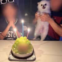 嬉しそうな表情で飼い主さんの娘さんの誕生日ケーキを見つめるぽんくん