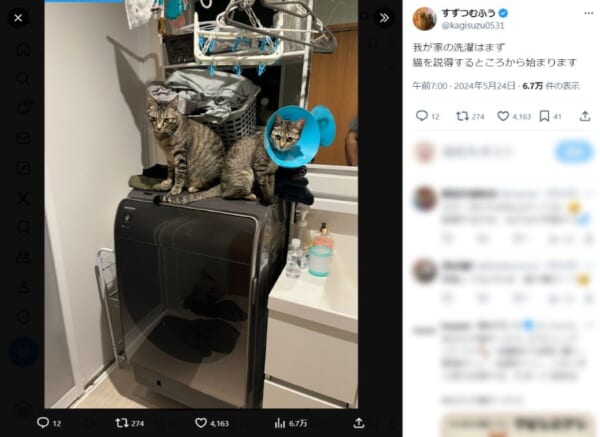 洗濯機の上に陣取る2匹の猫ちゃん　まるで門番のよう？