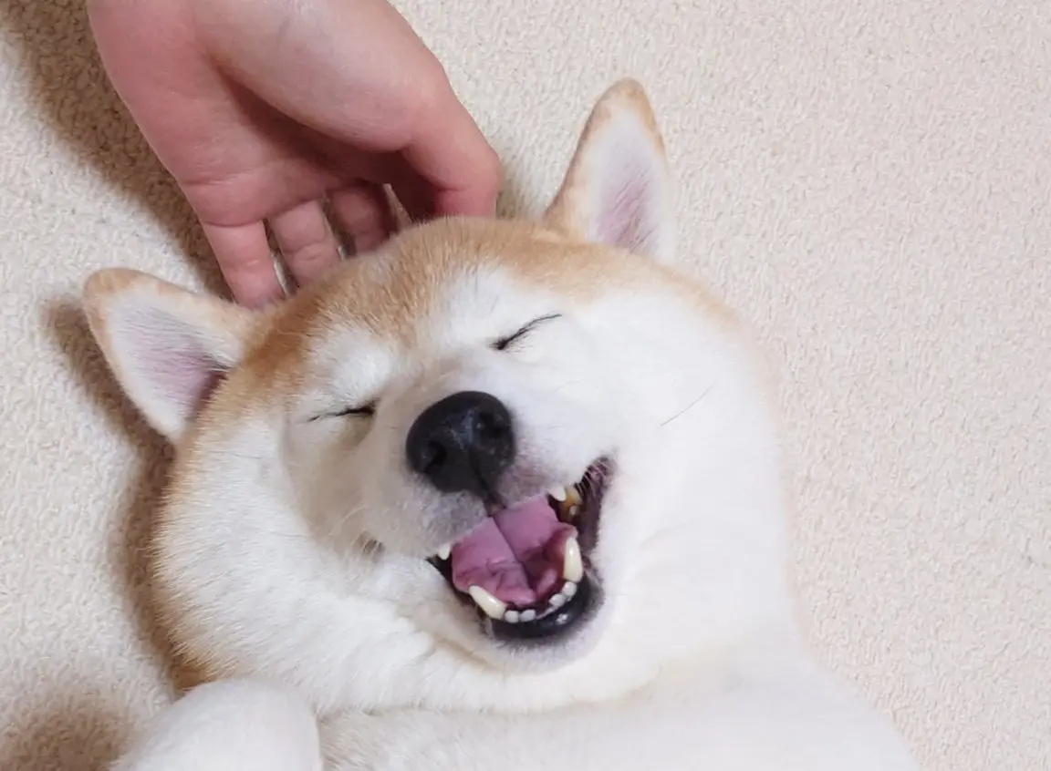 めちゃくちゃ嬉しそうな表情をする柴犬さん　一生ナデナデしたくなるかわいさ