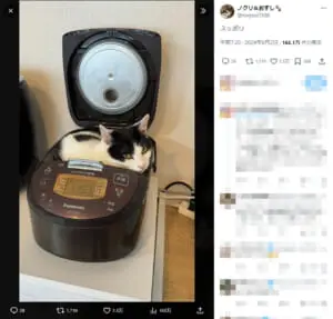 猫が炊飯器にシンデレラフィット