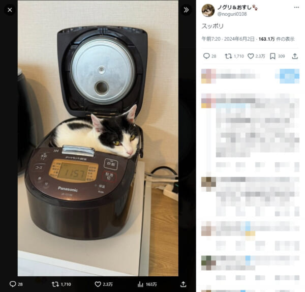 猫が炊飯器にシンデレラフィット