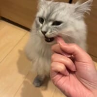 猫が指をカミカミ　かわいい甘噛みのはずが……「これは食われて…