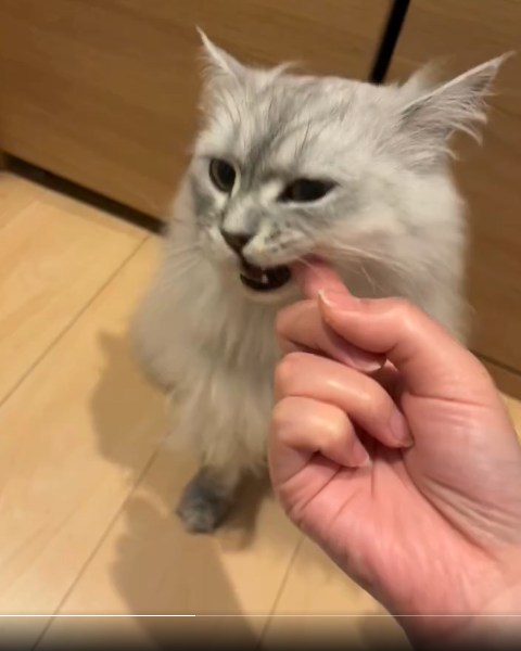 猫が指をカミカミ　かわいい甘噛みのはずが……「これは食われてるよ」