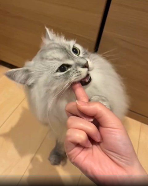 やっぱり指を食べようとしてる？