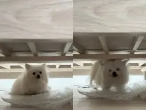 ベッドで頭をぶつけたワンちゃん　イテッ！と言わんばかりの表情にクスッ