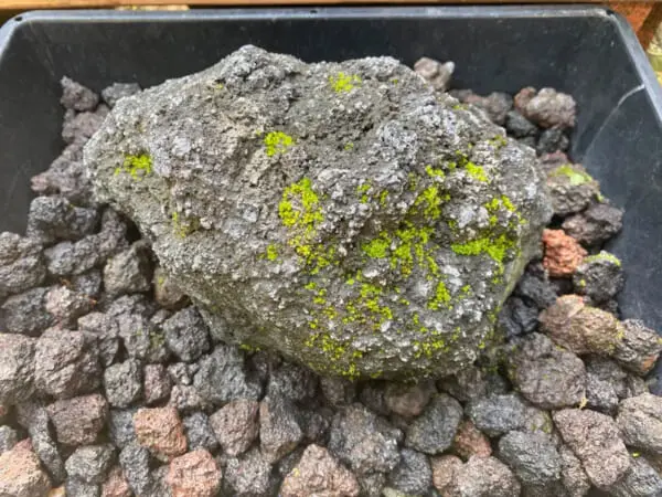 5万人が見守る石とは？「苔のむすまでチャレンジ」に注目