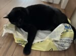 画像提供：我が家の黒猫さん（@kuro5696）