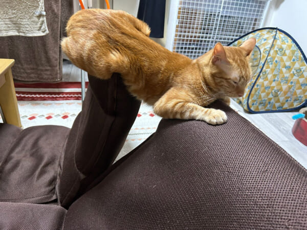 猫橋？