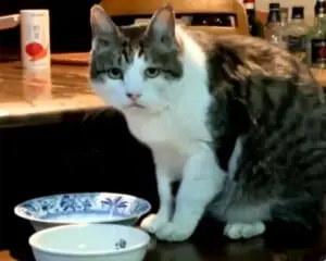 悲しい表情でご飯を欲しがる老猫がかわいい