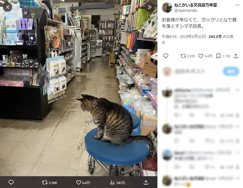 頑張れ～！お客さんが来なくて肩を落とす猫店長 | おたくま経済新聞