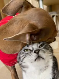 犬の甘えっぷりが想像以上で思わず固まってしまう猫ちゃん