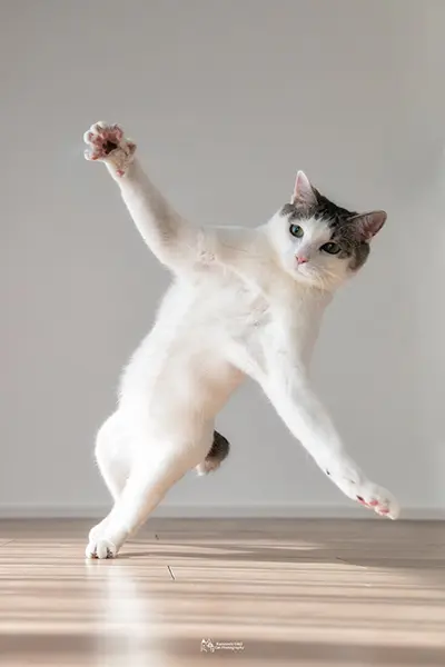 見事なアラレちゃん走りをキメる猫、ジン君