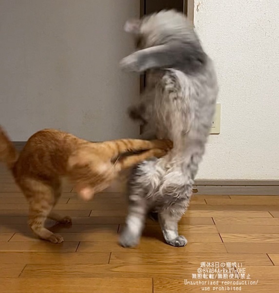 飼い主も困惑する猫たちの謎行動　ケンカ？触診？ヲタ芸？