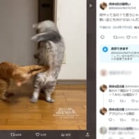 「何やってるの？て思うじゃん？飼い主にも分からないんだよ」と、困惑する飼い主さんの投稿