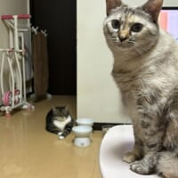 ご飯くれくれの圧が凄いにゃんこ　飼い主もタジタジ