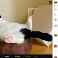 「どういう感情なんだろ？」と投稿した飼い主さん