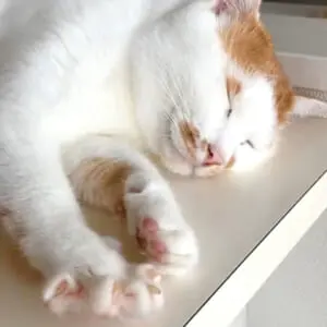 「きゅんシステム」搭載の猫が話題