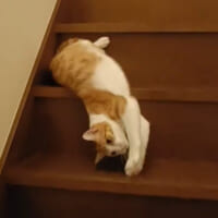 やっぱり猫は液体だった！？階段を器用に滑り降りる「スライムにゃんこ」爆誕