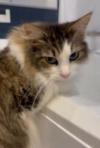 猫は空っぽのお風呂が好き？