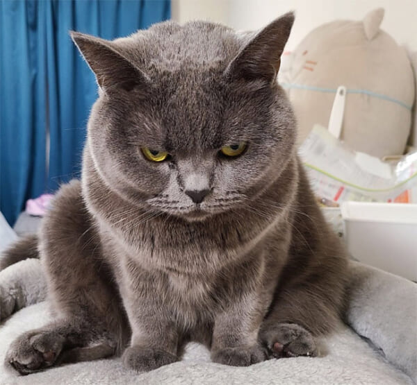 激おこな猫が話題