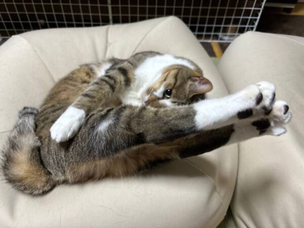 ナイキならぬニャイキ　ロゴマーク「スウッシュ」を全身で表現する猫ちゃん
