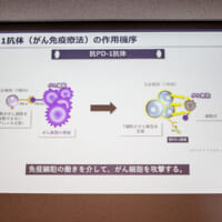 ICIによるがん免疫療法のいまとこれから