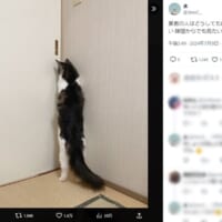 お家に来た業者さんのことが気になって仕方がない藍くん