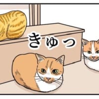 「猫が学んだ結果の最終形態」とは、香箱座りによる防御態勢