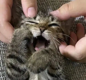 画像提供：いえもり＆7歳と4歳と猫2m（@iewori）
